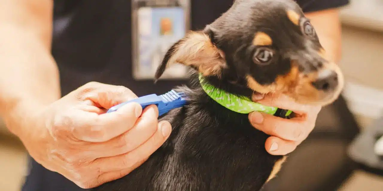 Microciparea gratuită a câinilor din Galaţi, un eşec