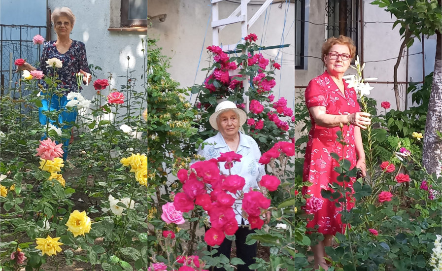 Raiul cu trandafiri de pe strada Slănic (FOTO)