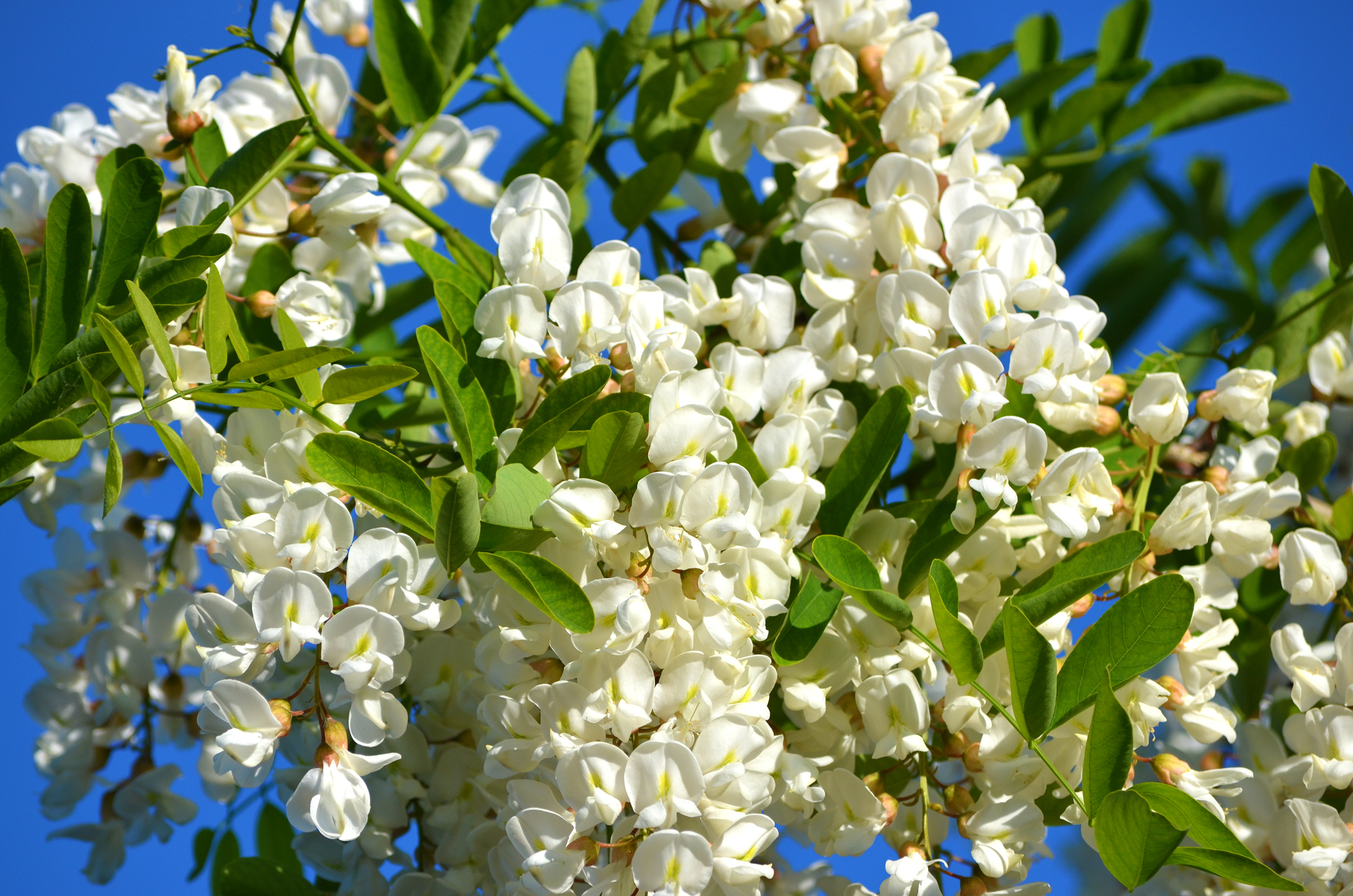 Salcâmul - leacul parfumat al lunii mai