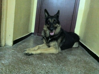 Şcoala iubitorilor de animale