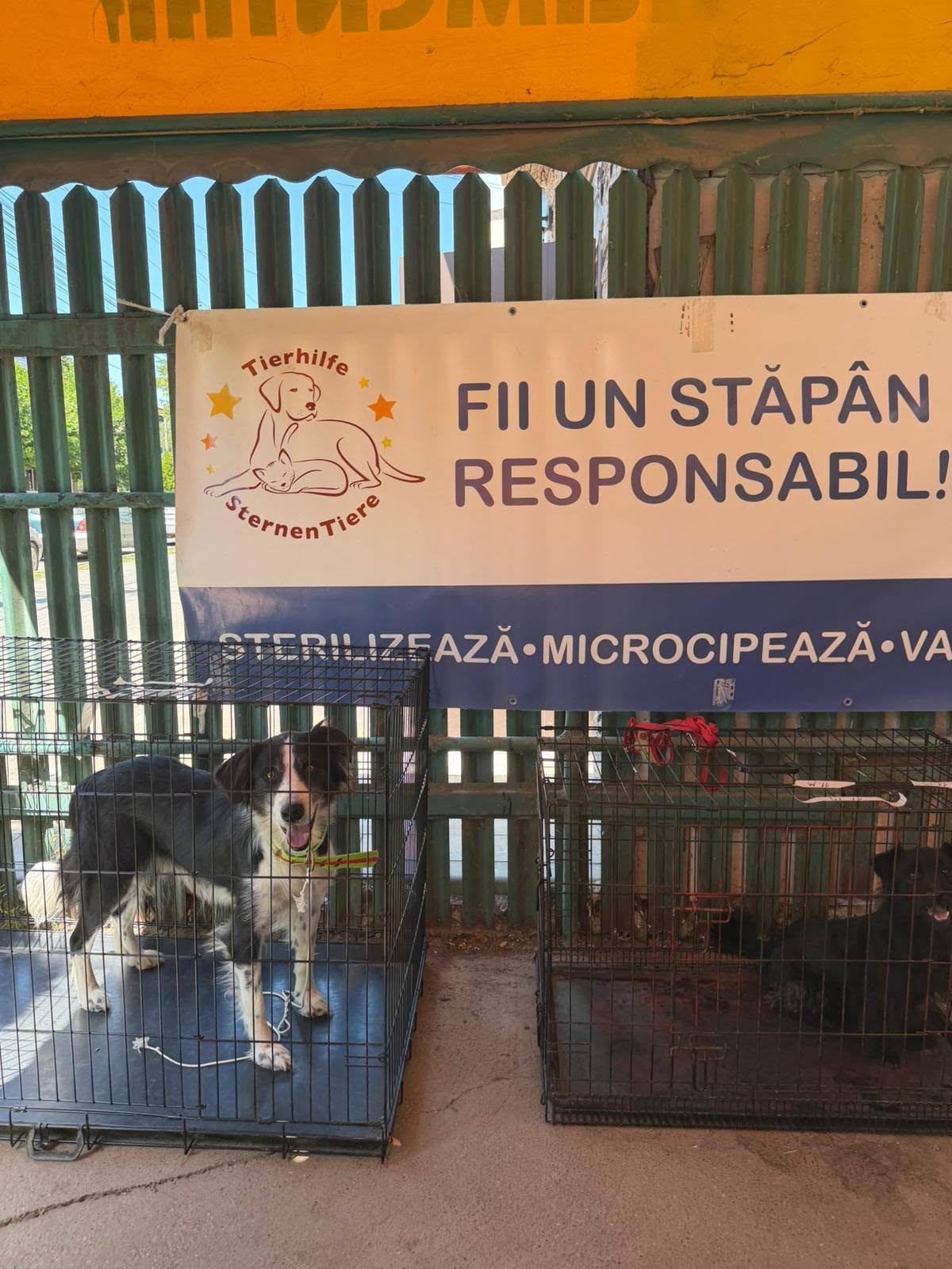 S-a dat startul programărilor pentru sterilizarea și microciparea gratuită a câinilor, la Galați