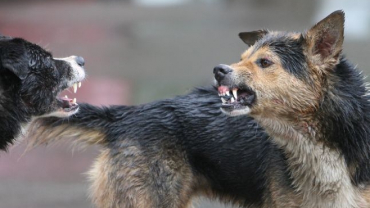 20 de câini ridicaţi de la o fermă, după ce un brăilean a fost găsit mâncat de viu