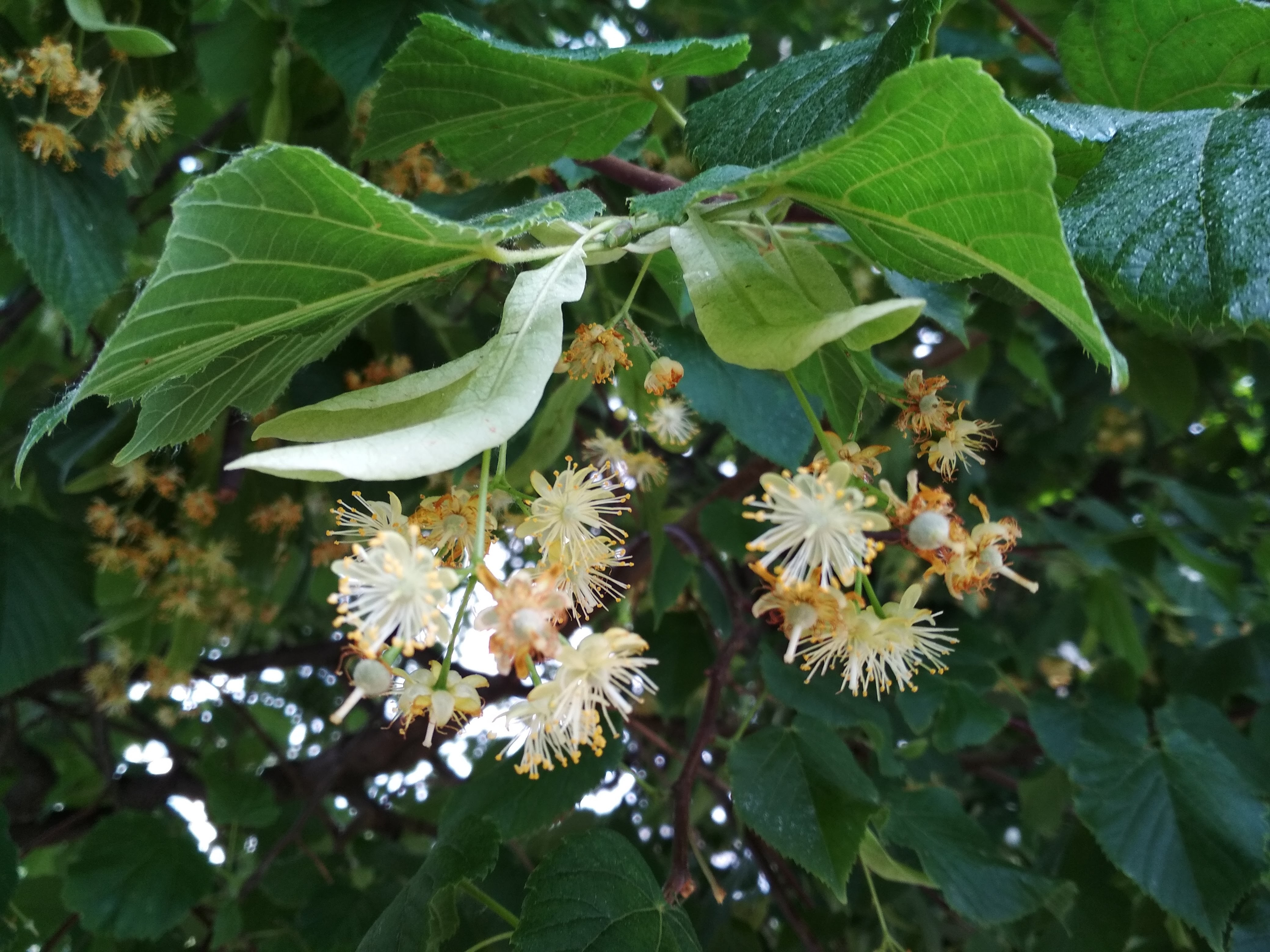 A ce miroase Galațiul?