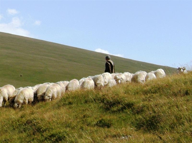 CONTROL LA STÂNĂ. Zece gălăţeni au fost prinşi lucrând la negru