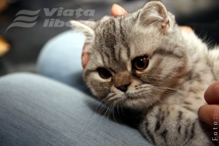 Şi eu vreau să fiu vedetă!