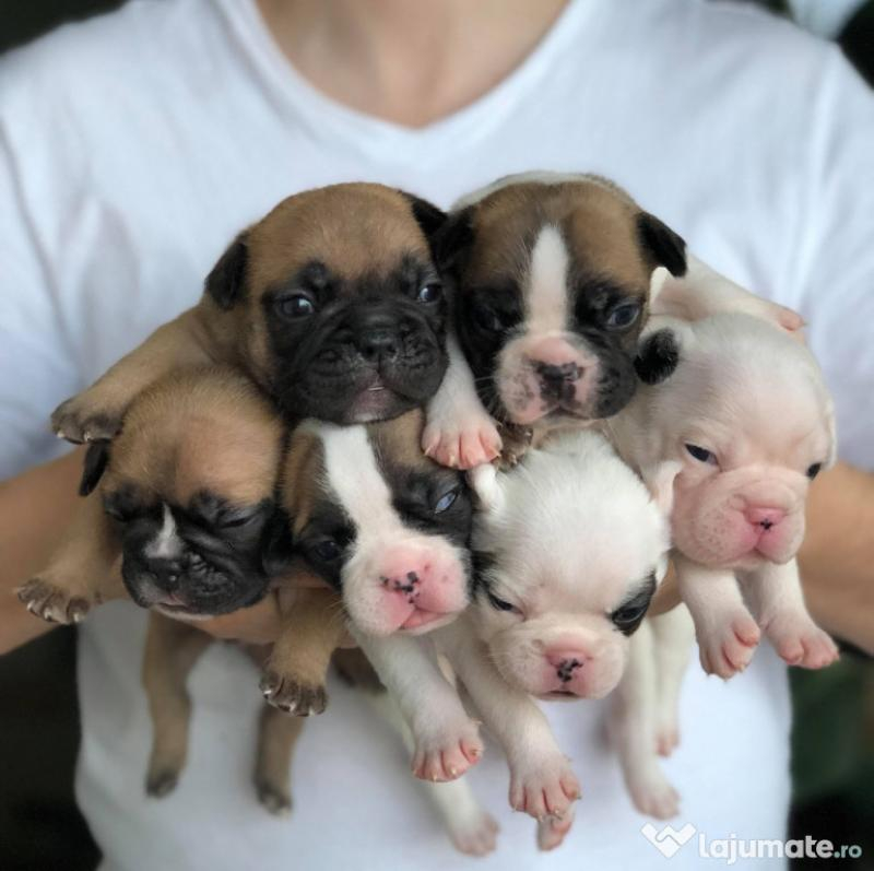 De ce să nu cumpărați pui din rasa bulldog francez