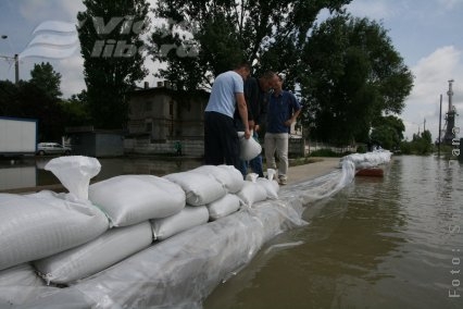 Fiori reci la malul Dunării  
