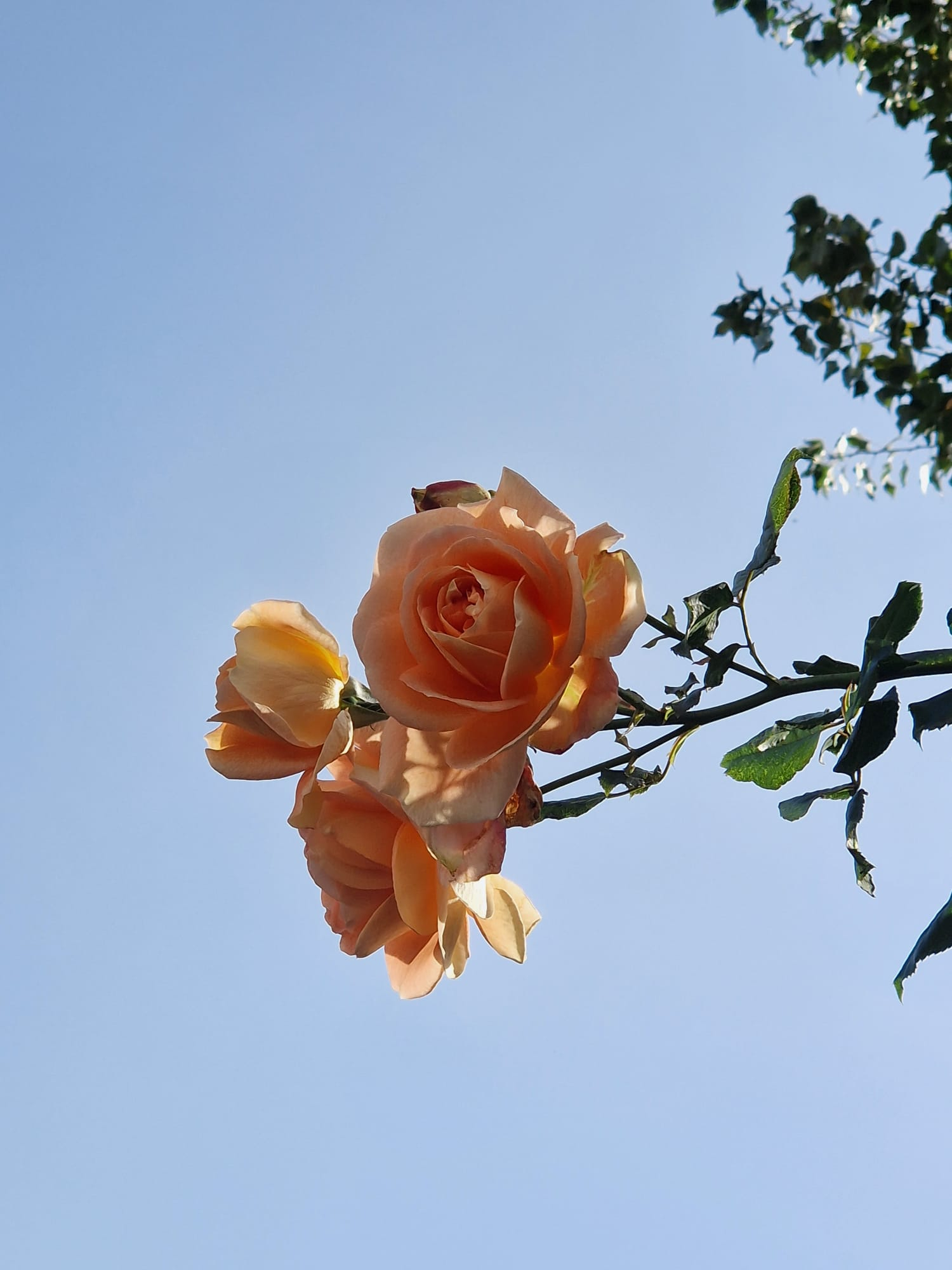 Poza zilei. Roze de noiembrie