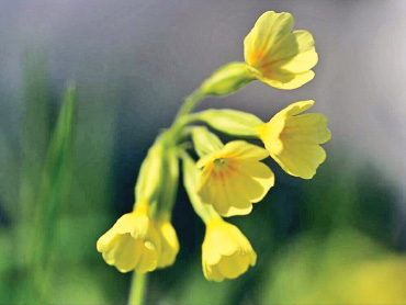 Remediu benefic în caz de tuse seacă