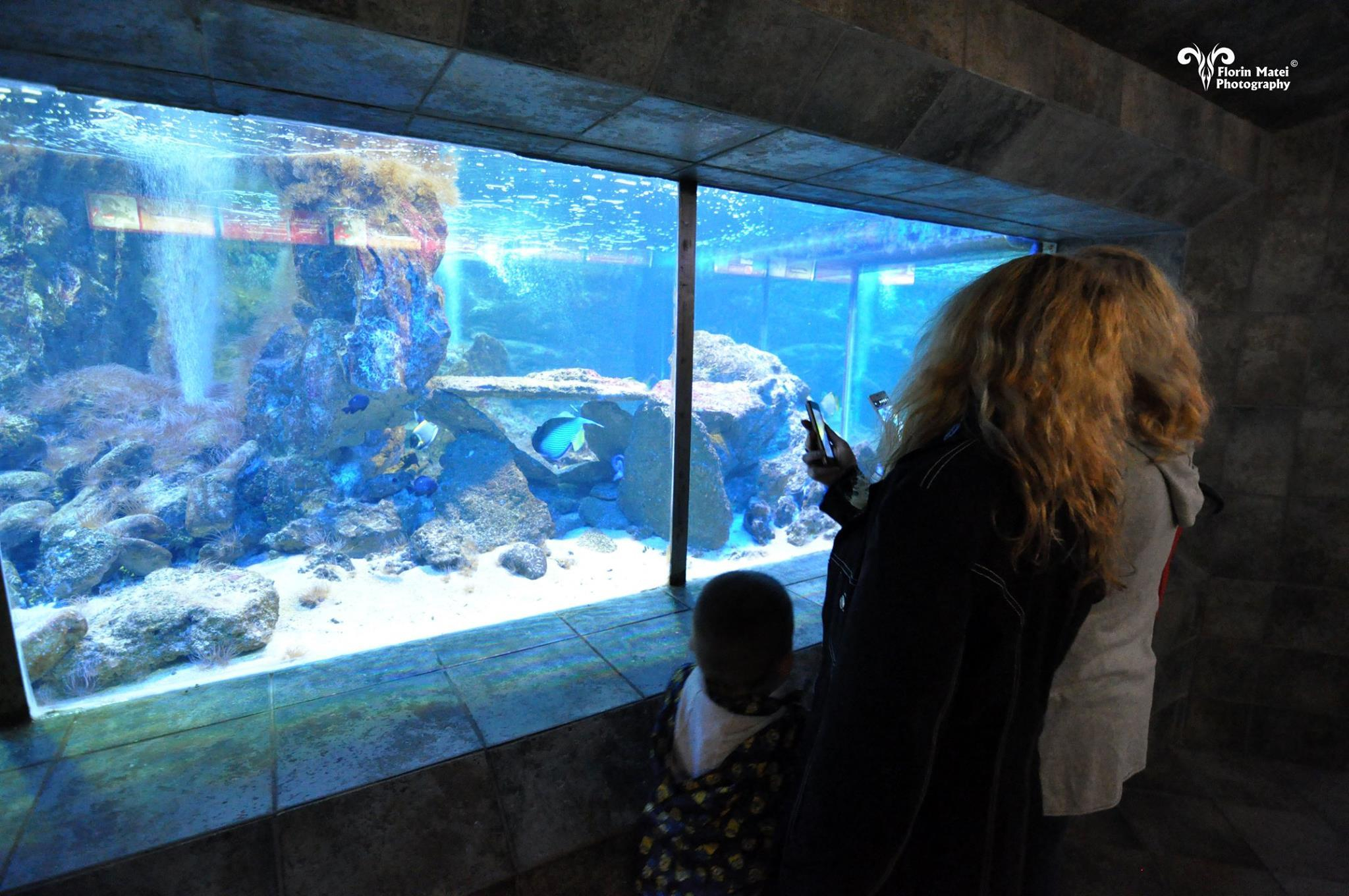 Acvarii noi la Complexul Muzeal, cu fonduri europene