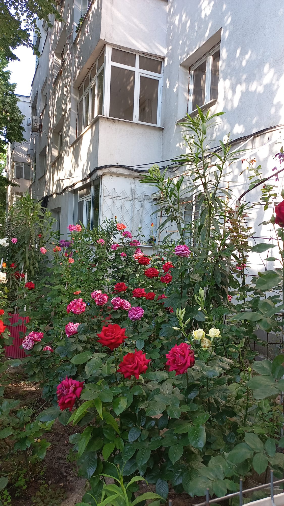 Totul e mai frumos cu trandafiri în floare!