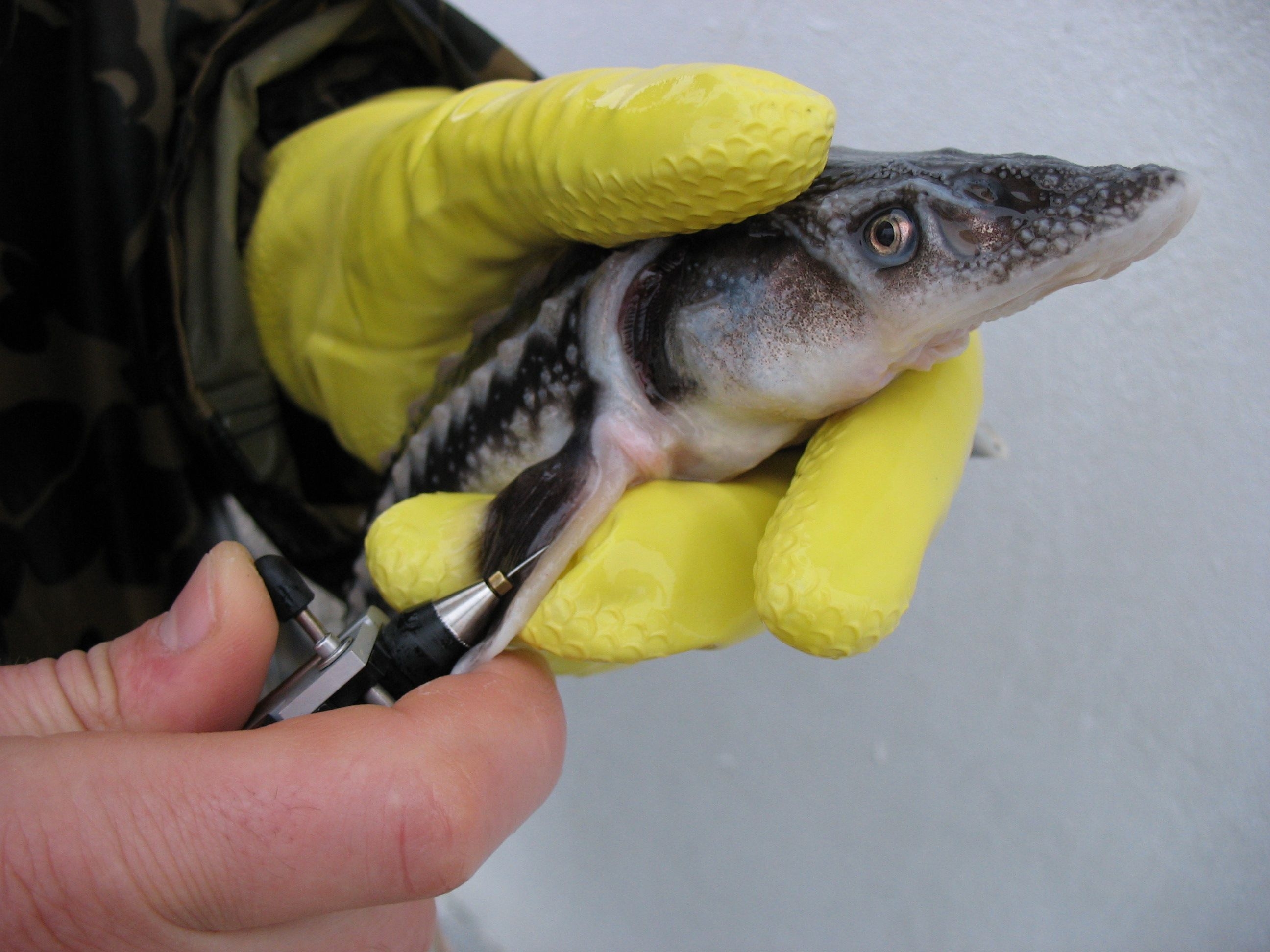 Începe popularea cu sturioni: 180.000 de peşti cipaţi ajung în Dunăre