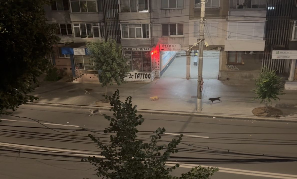 O haită de câini ”domnește” în Centru. Cititorii sesizează, "Viaţa liberă" întreabă, Primăria răspunde (VIDEO)
