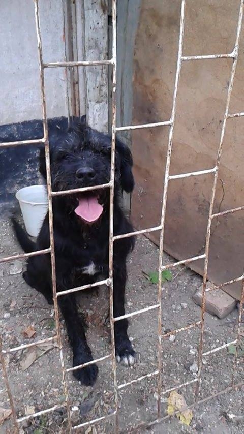 ADOPTĂ UN SUFLET. Oferă-i lui Max o curte plină de dragoste