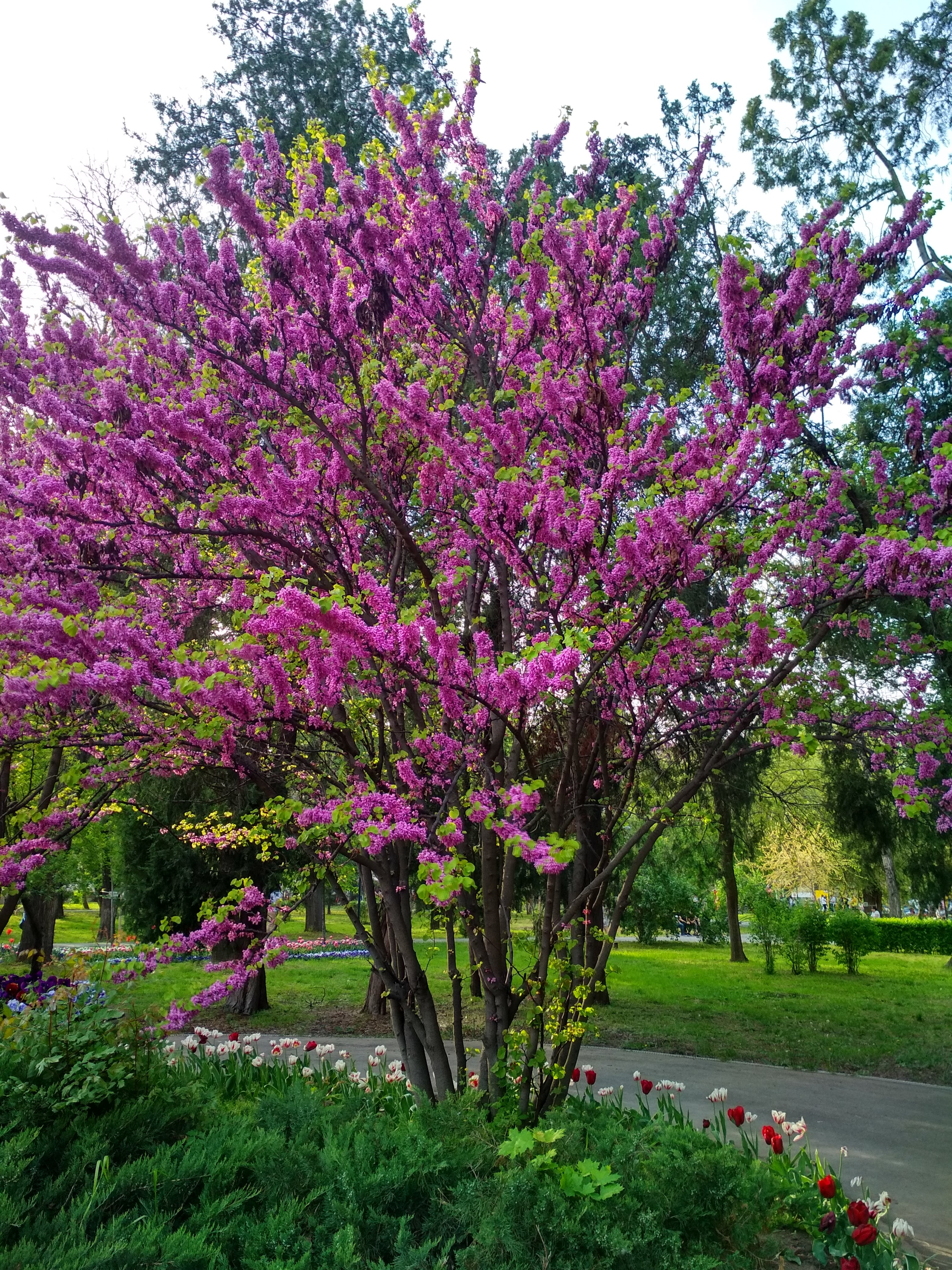 Arborele lui Iuda şi trandafiri de dulceaţă, pe Domnească