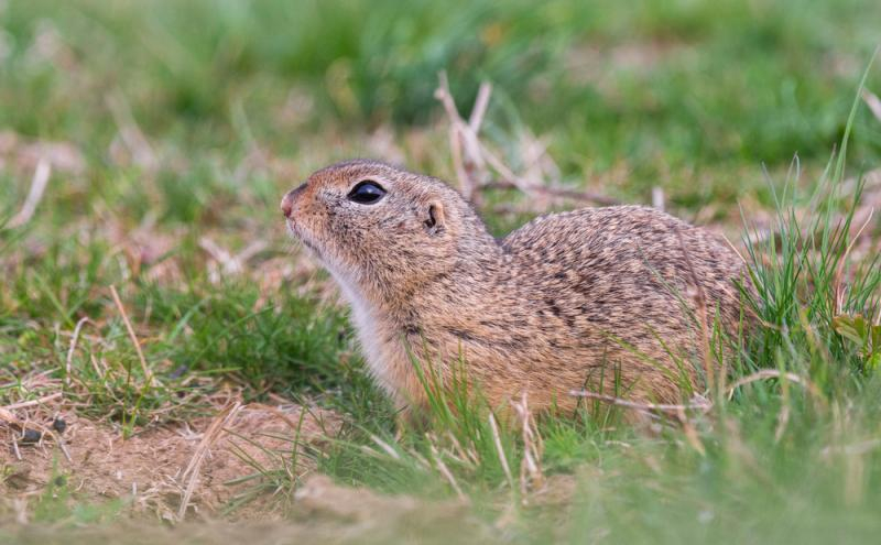 Două specii protejate împiedică investițiile