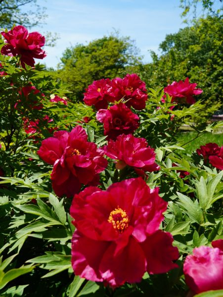 S-a deschis sezonul bujorilor în Grădina Botanică din Galaţi