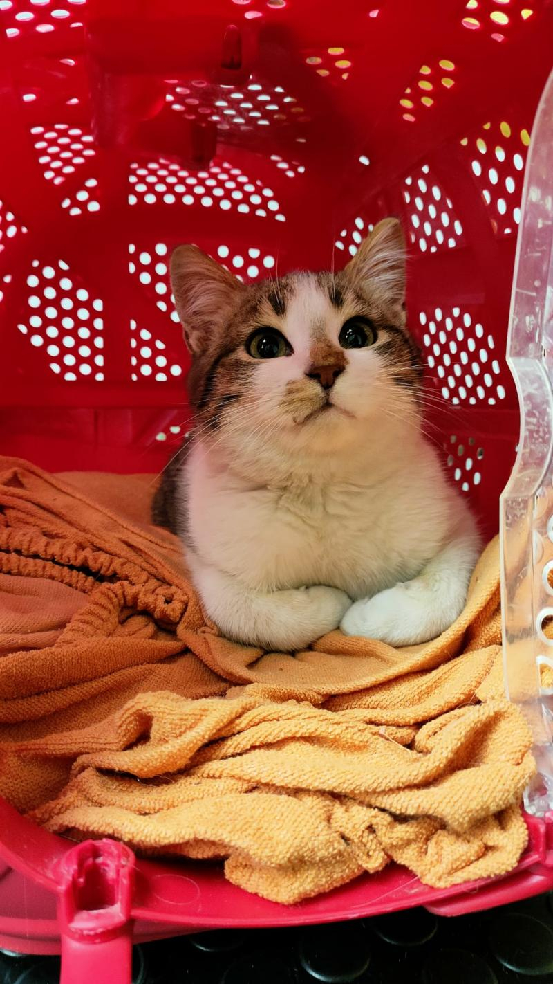 Cât de periculoasă este toxoplasmoza pentru pisici şi femei gravide