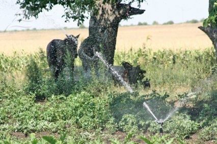 Unde nu-i cap, vai de irigaţii!