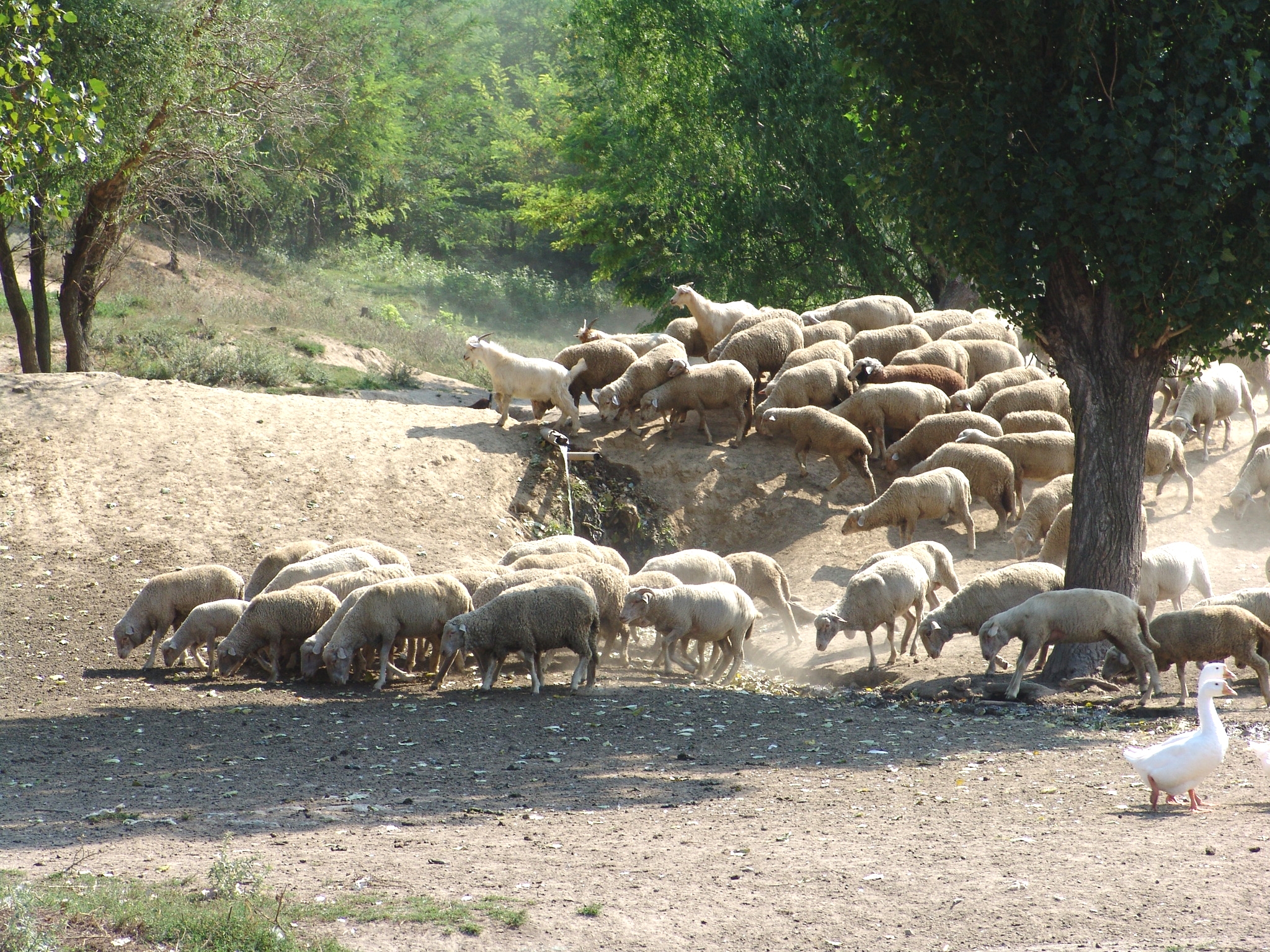 După modelul Frumuşiţa, ţăranii din Scânteieşti sunt terorizaţi de ciobani