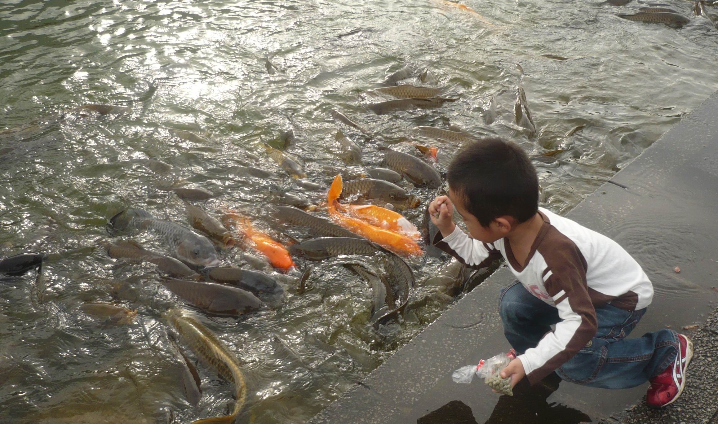Nu e peşte ca scrumbia!