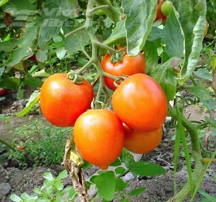 Importatorii au „omorât” trufandaua