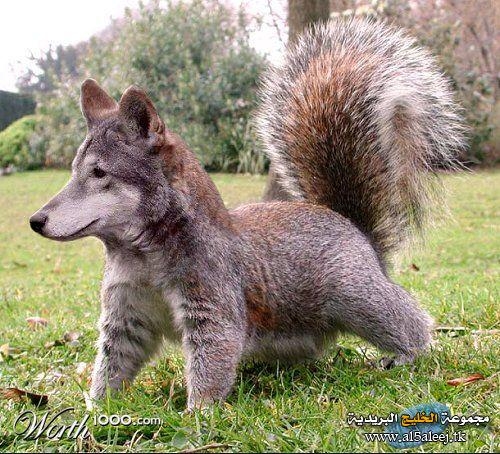 PAMFLET/ Primele VEVERIŢE acceptate de Bacalbaşa în Grădina Botanică (FOTO)