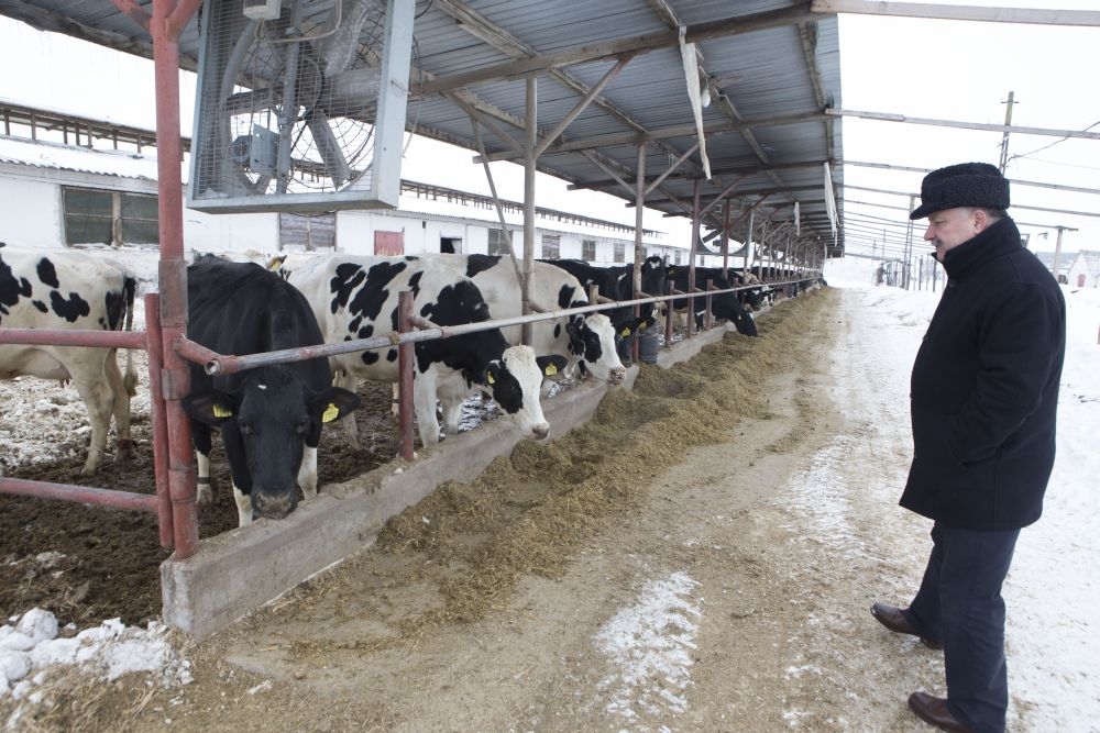 DISPARE COTA! Laptele gălăţean intră în concurenţă cu IMPORTURILE