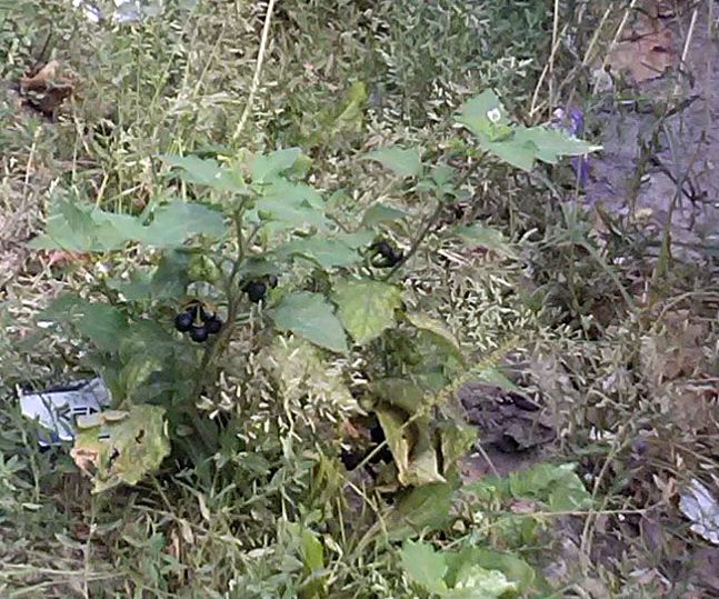 Pe TROTUARELE din Galaţi cresc până şi PLANTE OTRĂVITOARE!