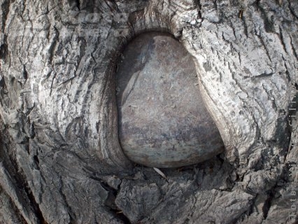 Hap! A înghiţit… baba!