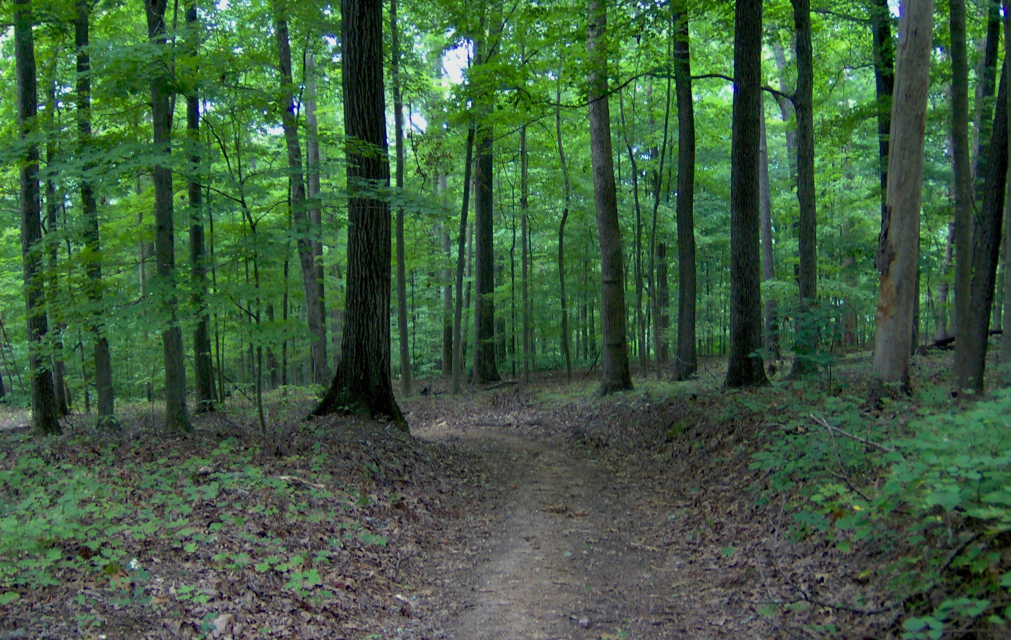 De unde nu-i, tot se mai taie, în pădurile gălăţene