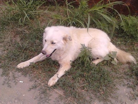 ADOPTĂ UN SUFLET. Un metis husky îşi caută o casă