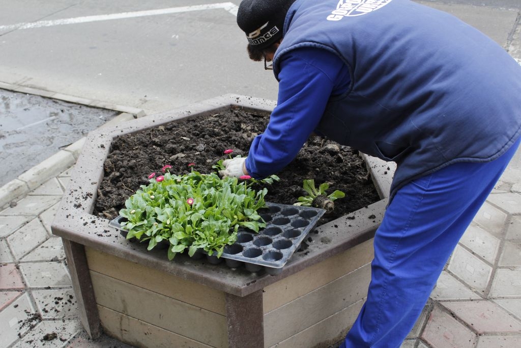 Au sau nu au resurse serele ADP? Gospodărire Urbană a plantat mai multe panseluţe decât susţine că poate produce