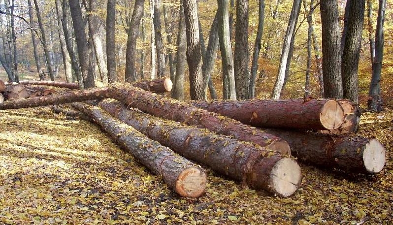 Tăierile ILEGALE de copaci din pădurile din nordul judeţului Galaţi continuă. Codrii de la Poiana, JEFUIŢI de localnici şi vrânceni