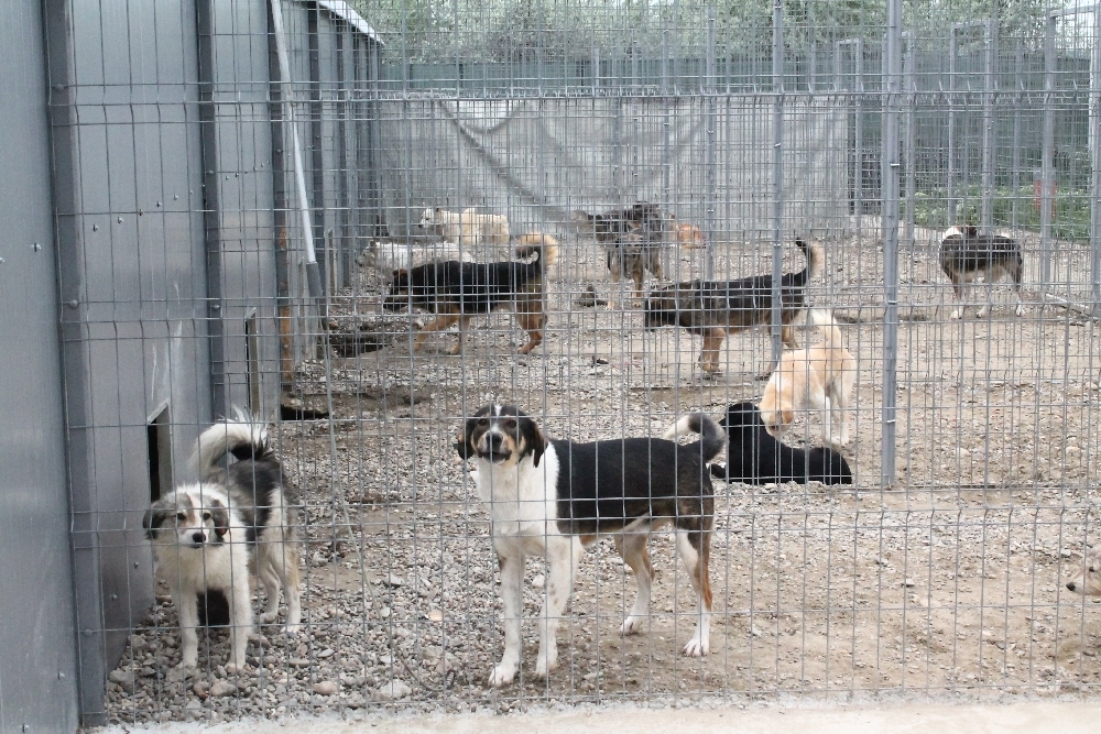 MAIDANEZII - agresori sau victime? CE LOC OCUPĂ GALAŢIUL în ceea ce priveşte numărul câinilor fără stăpân