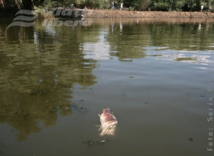 Ziua în care au murit peştii