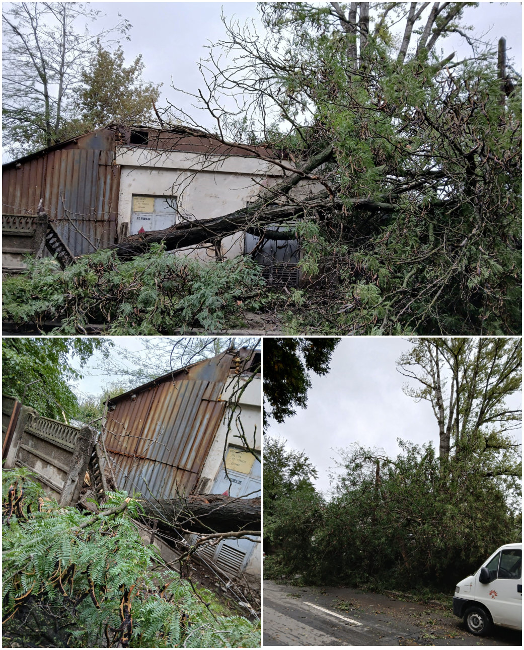 Vijelia a rupt copaci în Galați