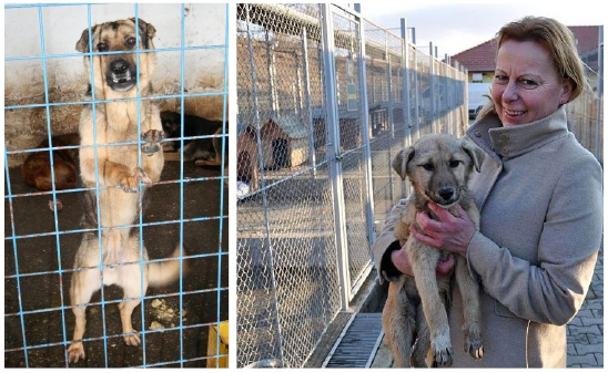 Campanie VL "Cum renaştem Galaţiul"/ Alţii pot ce noi nu putem. Află soluţia sibienilor la problema câinilor vagabonzi