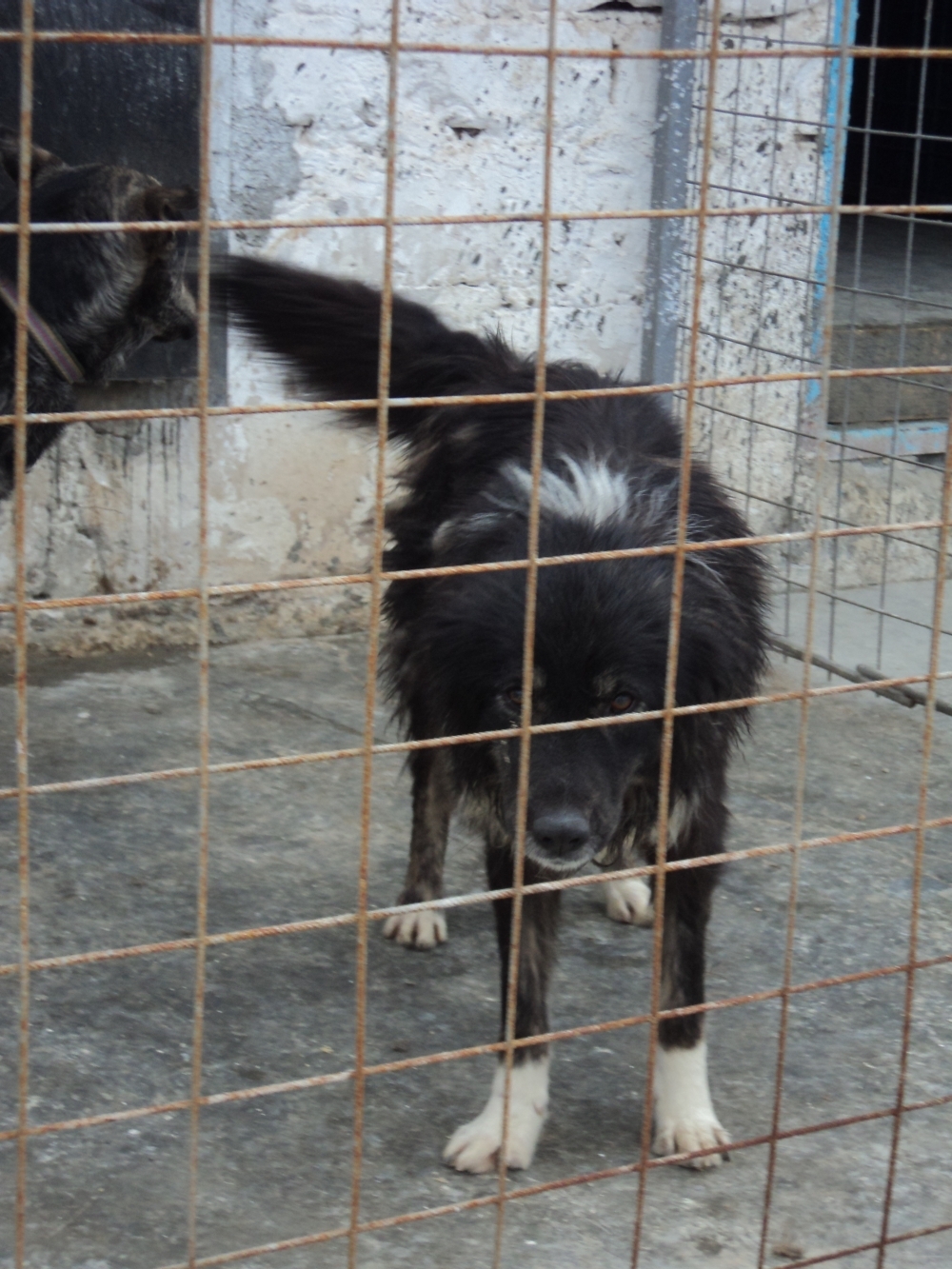 Aplicarea legii EUTANASIERII, amânată. CARE ESTE MOTIVUL