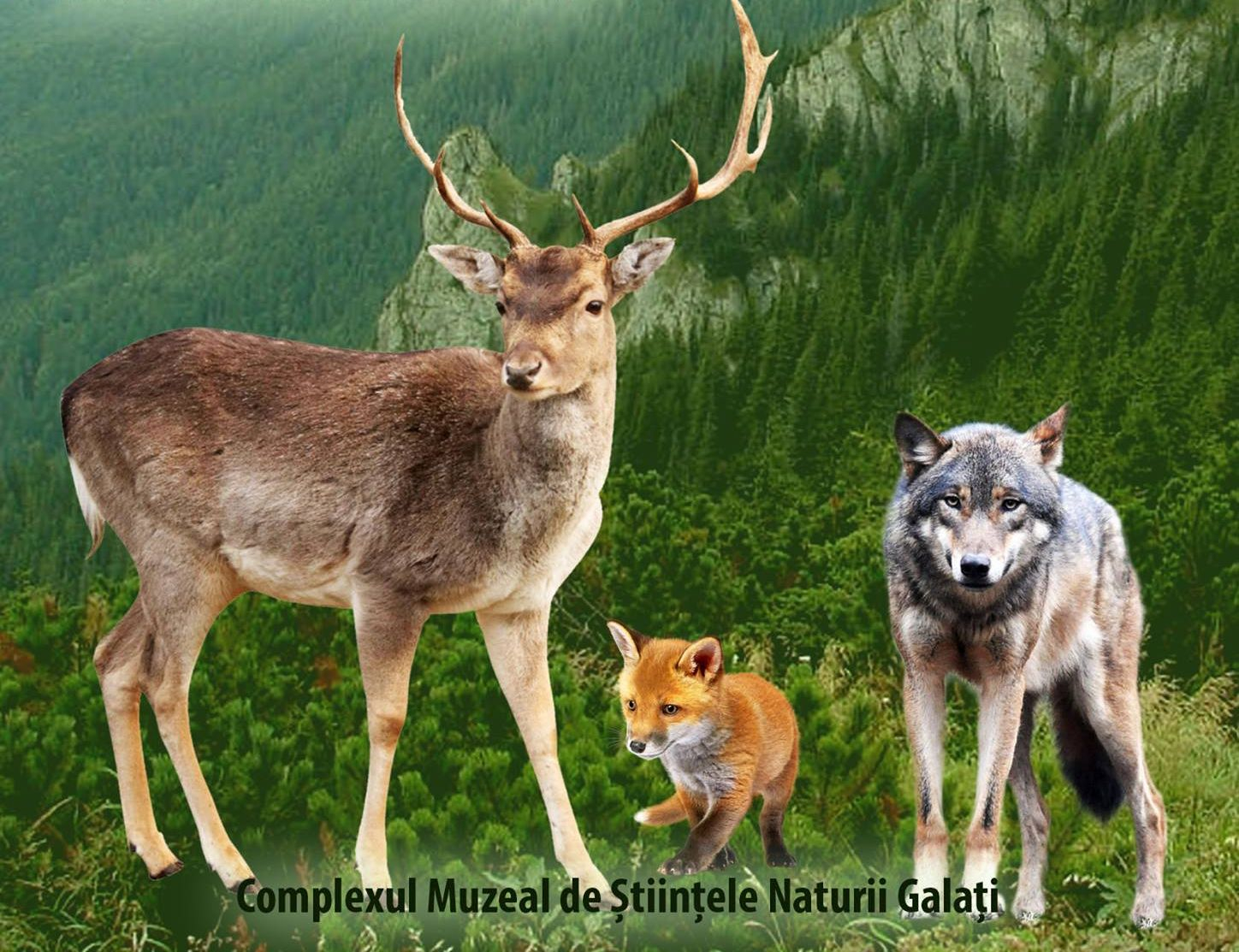 Despre animalele sălbatice, la Complexul Muzeal