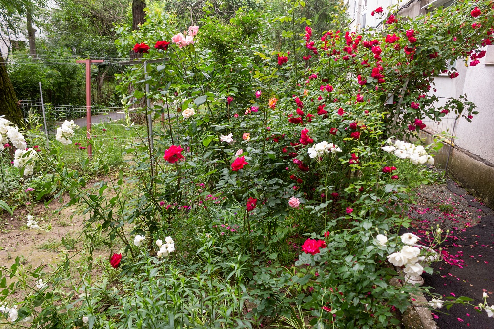 Grădina de la bloc. Din pârloagă au făcut colţ de rai în opt ani (FOTO)