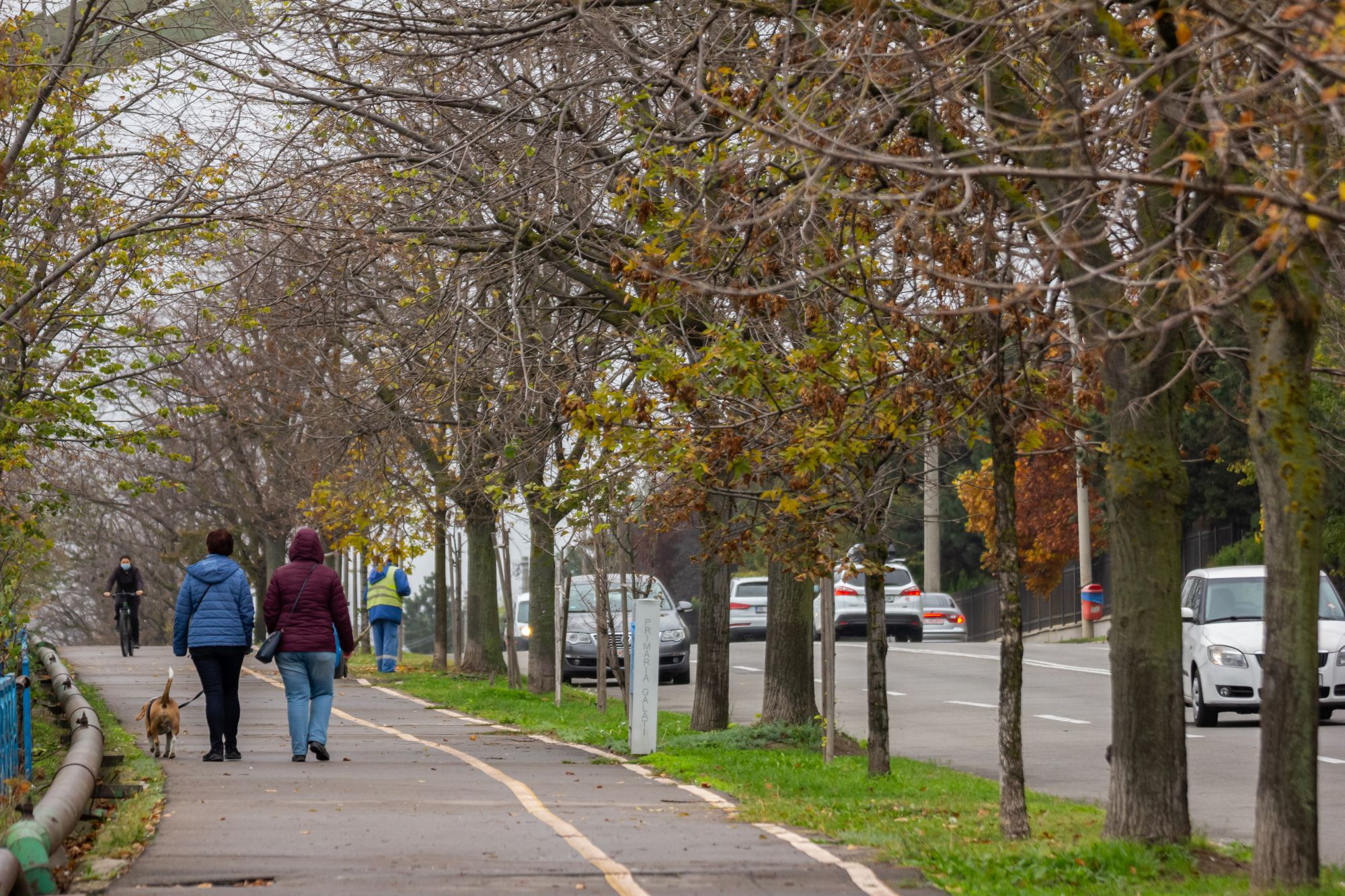 Ce soartă vor avea teii uscaţi de pe Faleză/ Expertiză realizată de Oficiul Fitosanitar, pentru Primăria Galaţi