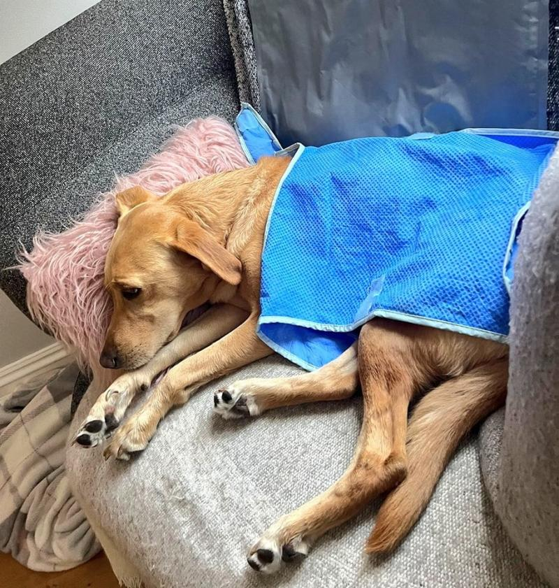 Cum să vă protejați prietenii necuvântători de caniculă