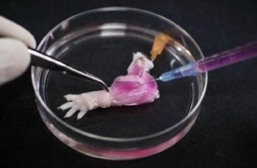 Progres semnificativ: Primul membru crescut în laborator