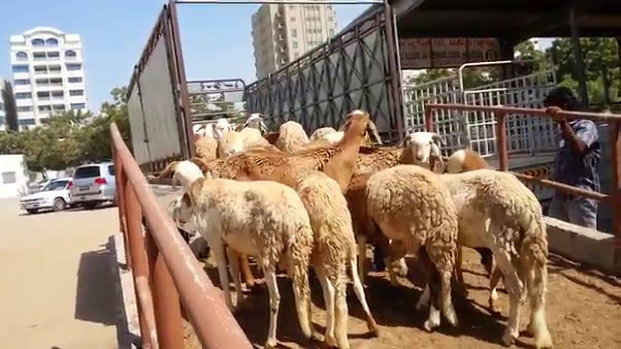 Îndemnul ”Alege oaia”, mai actual ca oricând | PAMFLET