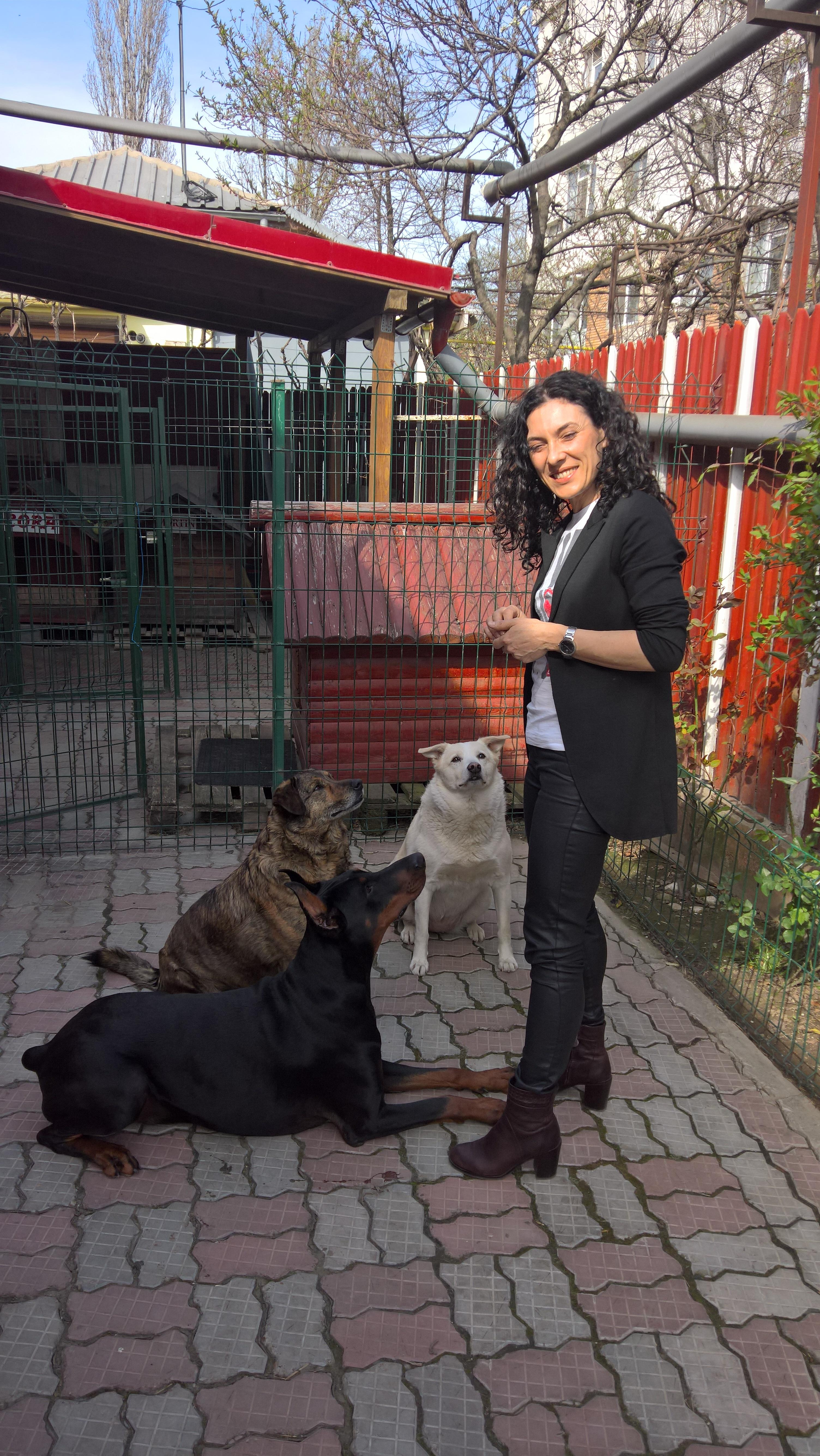 Trei câini au nevoie de o casă nouă