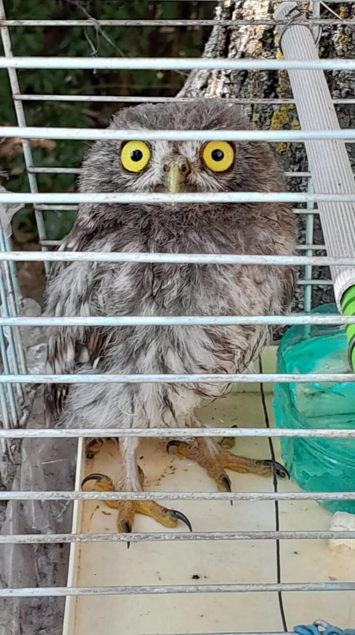 Cu bugetarii "implicaţi", a rămas bufniţa ca-n pom