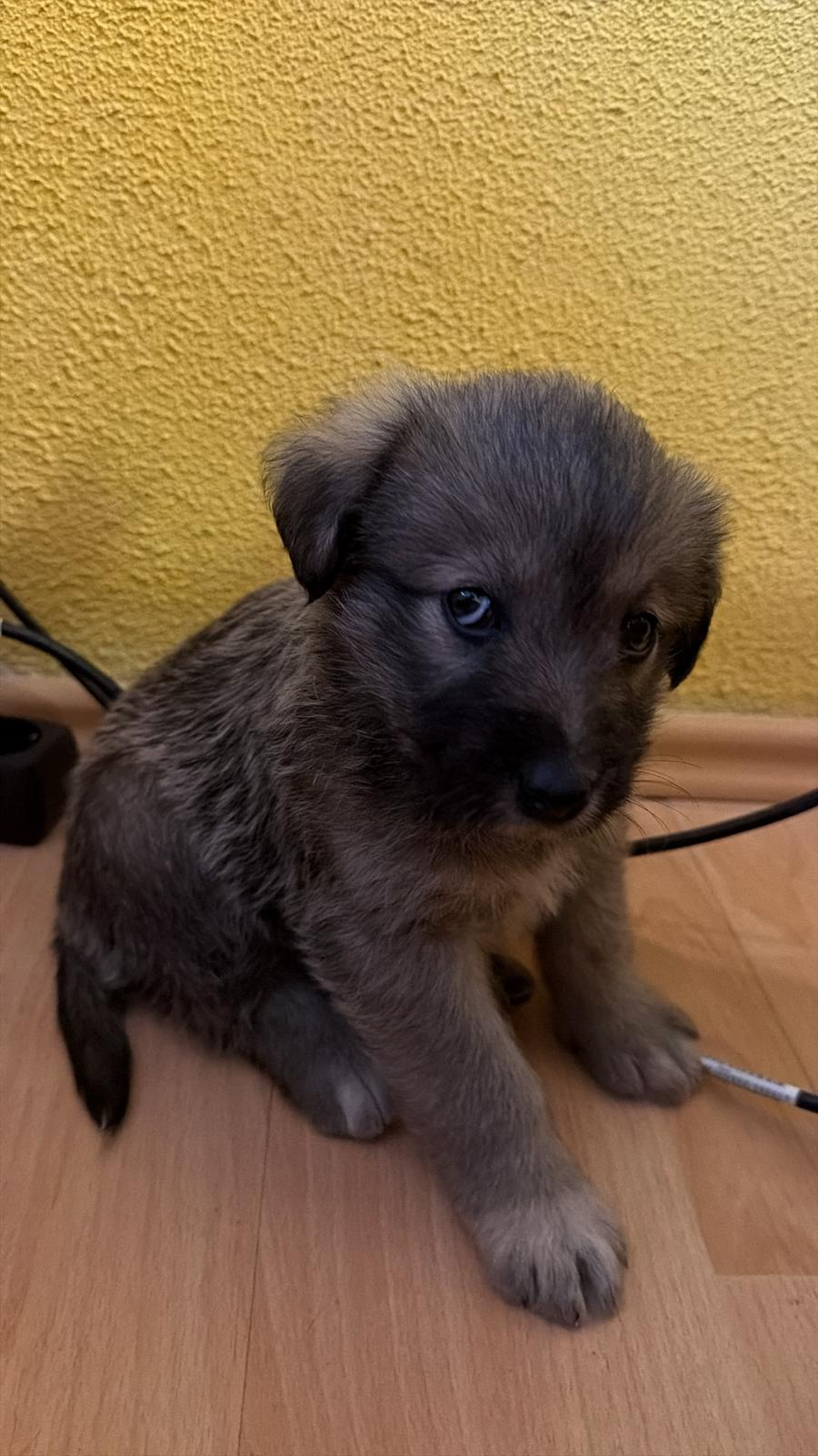 O puiuţă de doar o lună şi jumătate, abandonată fără milă, vrea o familie