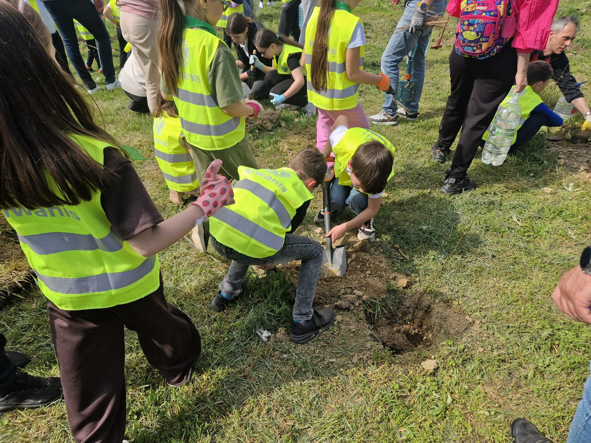O mică pădure de salcâmi se înalţă la marginea oraşului (FOTO)
