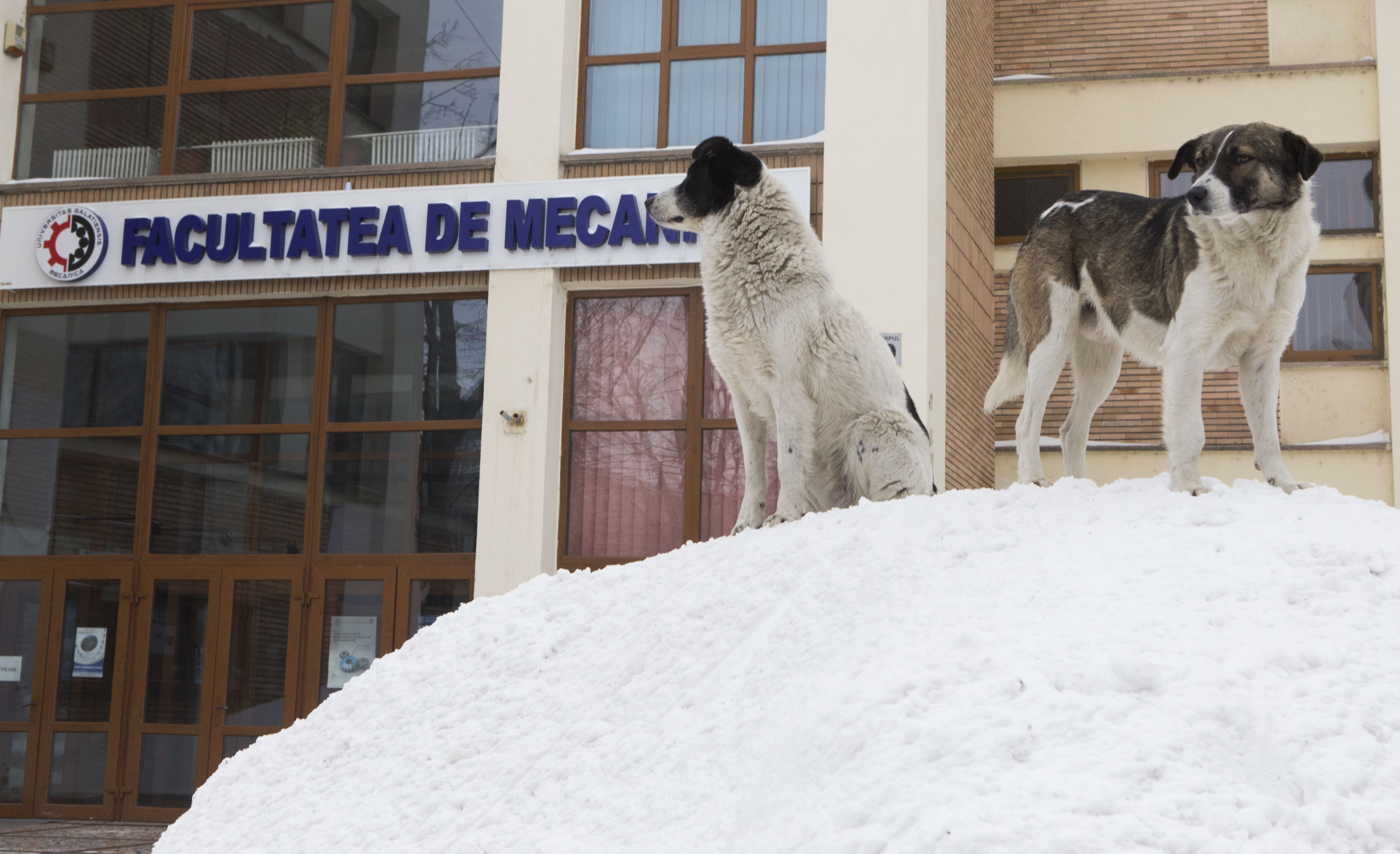 Galațiul e plin de munți de zăpadă/ Până şi câinii vor deszăpezire grabnică